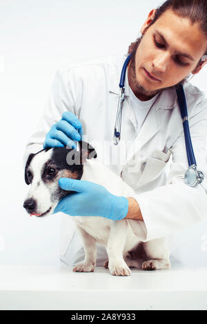 young veterinarian doctor in blue gloves examine little cute dog jack russell isolated on white background, animal healthcare concept Stock Photo