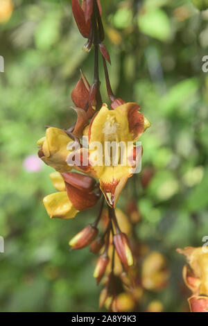 Ecuadorian orchids, Mindo, Ecuador Stock Photo