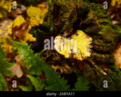 Intimate natural landscape of single yellow leaf on cut tree branch in autumn, London, England, United Kingdom, Europe Stock Photo