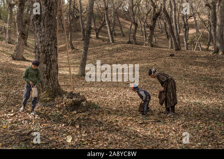 walnut picking, Arslanbob, Kyrgyzstan Stock Photo