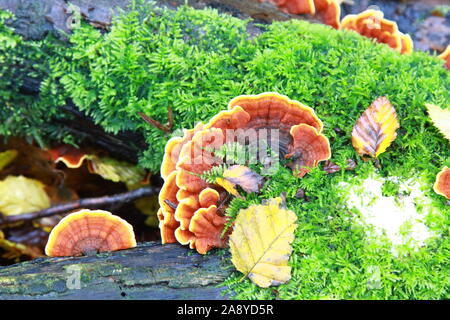 Kingdom Fungi. Family Stereaceae. Order Russulales. Stereum Huirsutum. Common name Curtain Crust, False Turkey. Fungus. Mushrooms. Food. Hairy Stereum. Vegan diet. Healthy lifestyle. Alternative diet. Alternative food. Varied diet. Foraging for food. Take great care when foraging for Fungi to eat. Take expert advice before eating. Stock Photo