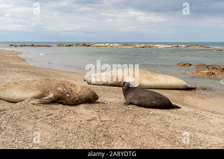 Endangered southern elephant seal (or sea elephant) Pup, mother and father, napping on the Patagonian coast of Chubut, Argentina. Mirounga Leonina Stock Photo