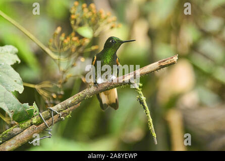 Buff-tailed coronet hummingbird (Boissonneaua flavescens), Bellavista Cloud Forest Reserve, Mindo, Ecuador Stock Photo