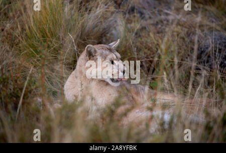 Adult female Patagonian Puma laying in grass next to it's prey,with a small clump of Guanaco fur in it's mouth as it rips the skin to feed Stock Photo