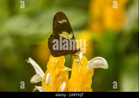 False zebra longwing butterfly (Heliconius atthis) drinking from a flower, Mindo, Ecuador Stock Photo