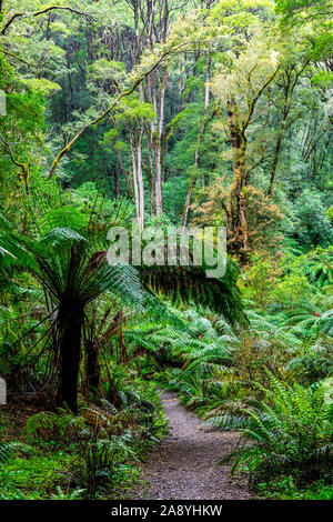 Dense temperate rainforest in Melba Gully along Madsens Track in the Great Otway National Park Stock Photo