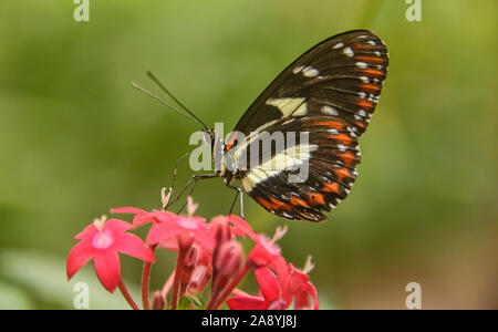 False zebra longwing butterfly (Heliconius atthis) drinking from a flower, Mindo, Ecuador Stock Photo