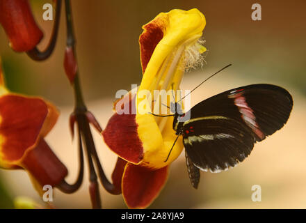 False zebra longwing butterfly (Heliconius atthis) drinking from a flower, Mindo, Ecuador Stock Photo