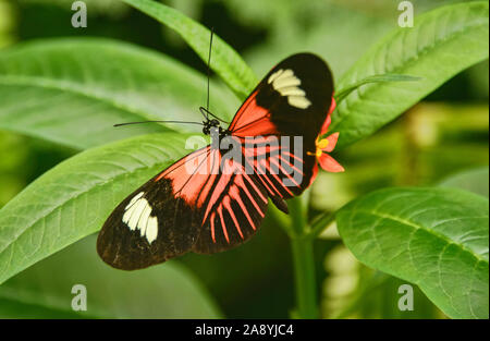Postman butterfly (Heliconius melpomene), Mindo, Ecuador Stock Photo