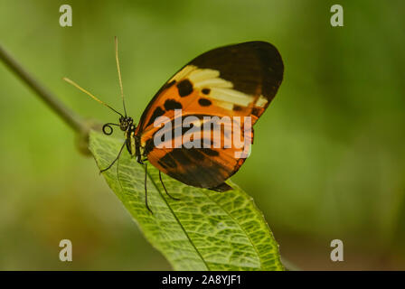 Monarch butterfly (Danaus plexippus) drinking nectar, Mindo, Ecuador Stock Photo