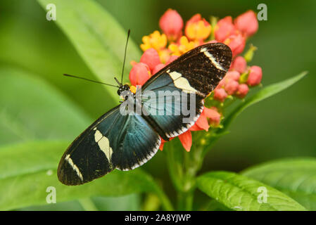 Cydno longwing butterfly (Heliconius cydno), Mindo, Ecuador Stock Photo