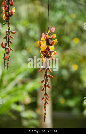 Ecuadorian orchids, Mindo, Ecuador Stock Photo