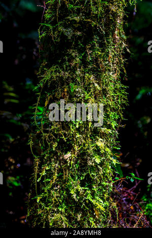Fern and moss growing on a tree trunk in Melba Gully along Madsens Track, Great Otway National Park, Victoria, Australia Stock Photo