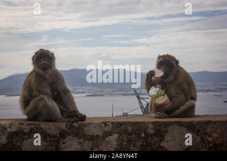 Two Macaques with some tourist plunder! Having a snack of pinched rice cakes at the bottom of the Charles V Wall near the Apes Den. Stock Photo