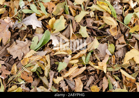 Autumn background . Background of different dry rusty leaves in the park . Stock Photo