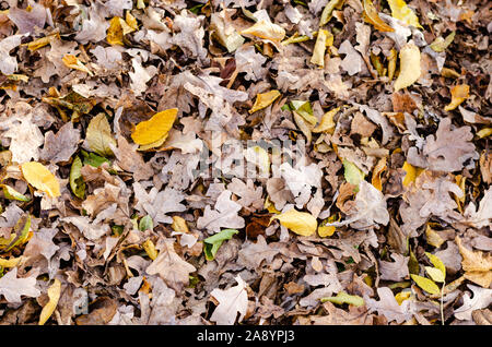Forest autumn background . Background of different dry rusty leaves in the park . To view. Stock Photo