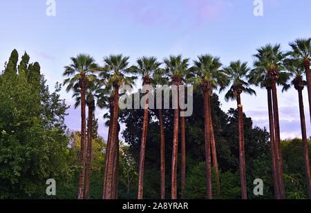 Palm trees in the national garden of Athens, Greece. Stock Photo