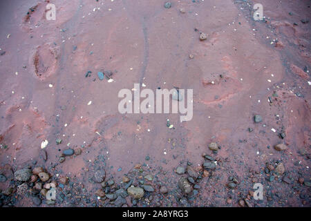 footprints, seashells and rocks on the low tide of the ocean Stock Photo