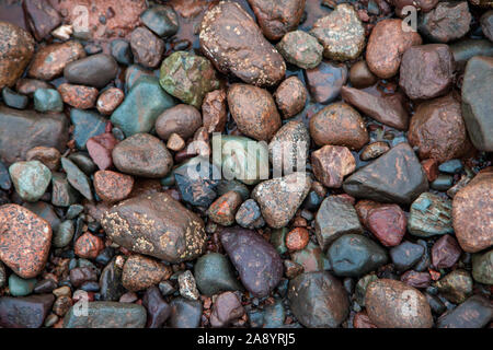 red blue and gray wet rocks with barnacle growth in the mud Stock Photo