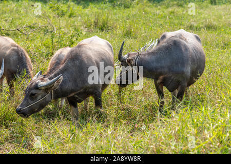 Nha Trang, Vietnam - March 11, 2019: Phuoc Trach rural neighborhood. closeup of dark brown buffaloes standing in green meadow. Stock Photo