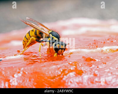German yellowjacket wasp, Vespula germanica, chewing on a sockeye salmon carcass to remove pieces of flesh to take back to its nest to feed to develop Stock Photo