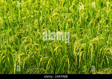 Nha Trang, Vietnam - March 11, 2019: Phuoc Trach rural neighborhood. Nothing but closeup of some green riping rice plants. Stock Photo