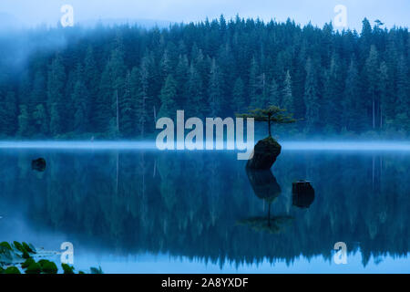 Port Renfrew, Vancouver Island, British Columbia, Canada. View of an Iconic Bonsai Tree at the Fairy Lake during a misty summer sunrise. Stock Photo
