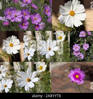 Simply lovely collage of the dainty white and pink flowers of fringed  single  cosmos genus asteraceae flowering in a spring garden adds cottage charm. Stock Photo