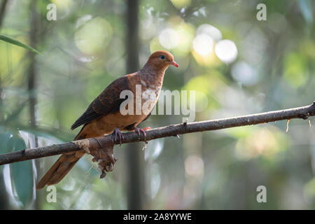The little cuckoo-dove (Macropygia ruficeps) is a species of bird in the family Columbidae. It is a reddish brown pigeon, and is found in Brunei, Chin Stock Photo
