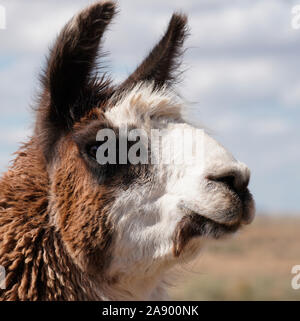 Close up portrait of a two toned adult Llama female in her prime. Stock Photo