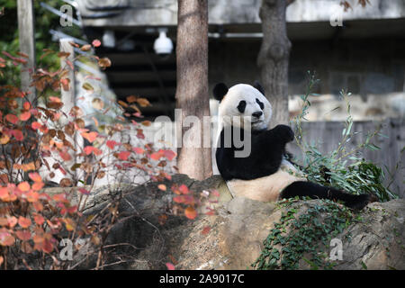 (191112) -- BEIJING, Nov. 12, 2019 (Xinhua) -- U.S.-born male giant panda Bei Bei is seen at the Smithsonian's National Zoo in Washington, DC Nov. 11, 2019. A weeklong farewell party for U.S.-born male giant panda Bei Bei, which is to depart the Smithsonian's National Zoo for China later this month, kicked off here on Monday. Bei Bei's departure, scheduled for Nov. 19, is part of the U.S. national zoo's cooperative breeding agreement with the China Wildlife Conservation Association that all cubs born here shall move to China after the fourth birthday. Bei Bei turned four on Aug. 22. (Xinhua/L Stock Photo