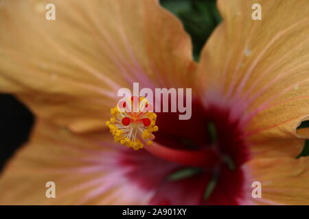 Hisbiscus lambertii have an Intense dark red small carnation-like double blooms. Stock Photo
