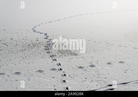 Deer animal tracks footprints steps snow making a trail Stock Photo