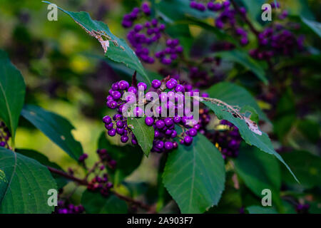 Beautiful purple coloured Beauty berries known as Callicarpa from the Lamiaceae family. Native to Southeast Asia. Taken in the Secret Garden in Seoul. Stock Photo