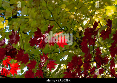 Beautiful trees with their Autumn leaves presenting in stunning vibrant colours of red, yellow, orange and green. Stock Photo