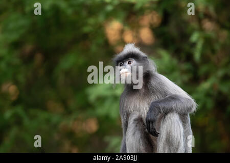 Indochinese grey langur, Trachypithecus crepusculus. Previously recognized as a subspecies of Phayre's Langur. Stock Photo