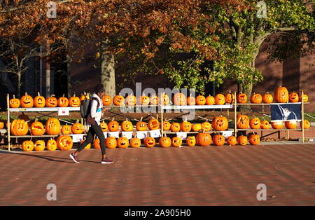 Storrs, CT USA. Nov 2019. College student walking past carved Halloween pumpkin displays at UCONN campus. Stock Photo