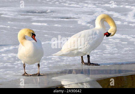 Beautiful mute swan pair standing and preening on icy pond. Stock Photo