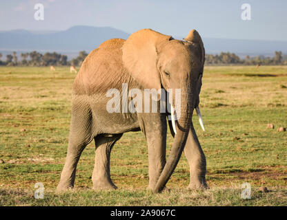 African elephant walking on grassy plain in Kenya. (Loxodonta africana) Stock Photo
