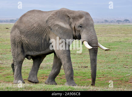 African bull elephant walking through the grasslands of Amboseli National Park in Kenya. Stock Photo