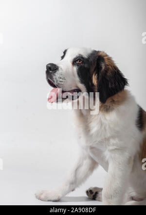 Beautiful puppy of St. Bernard 4 months sitting in profile on white background Stock Photo
