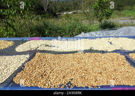 Law coffee bean drying with sunlight  pre-process coffee industry Stock Photo