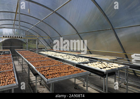 banana drying in sun solar dryer green house by sunlight Stock Photo