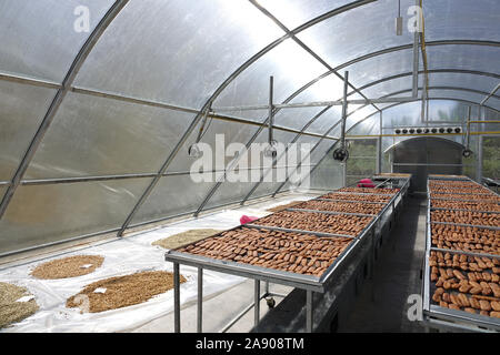 banana drying in sun solar dryer green house by sunlight Stock Photo