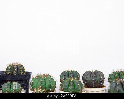 Various cactus. Different kind of cactus plants isolated on white background with copy space. Stock Photo