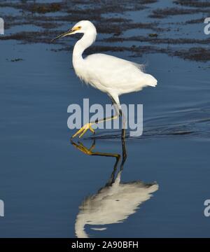 A snowy egret (Egretta thula) reflected in the tidal estuary of the Old Salinas River. Stock Photo