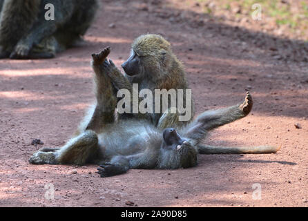 Two adults yellow baboons (papio cynocephalus) lying in road  and grooming. Arusha national park, Tanzania Stock Photo