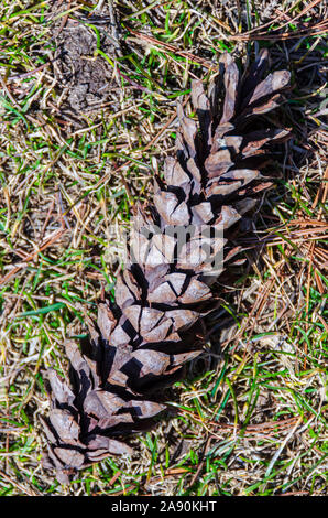 A female pine cone on the forest floor with its scales open--closed scales mean damp conditions; open scales mean dry conditions. Stock Photo