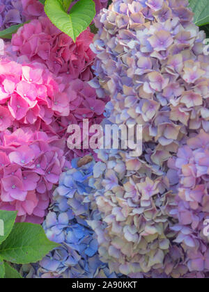 blurred colorful hydrangea flowes, Hydrangea in full bloom, Postcard, close up, hello spring concept Stock Photo