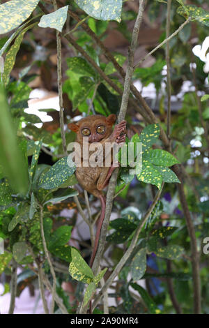 A small primate known as a Tarsier in a sanctuary within Bohol island,Philippines Stock Photo